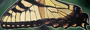 Yellow Swalowtail Butteryfly
